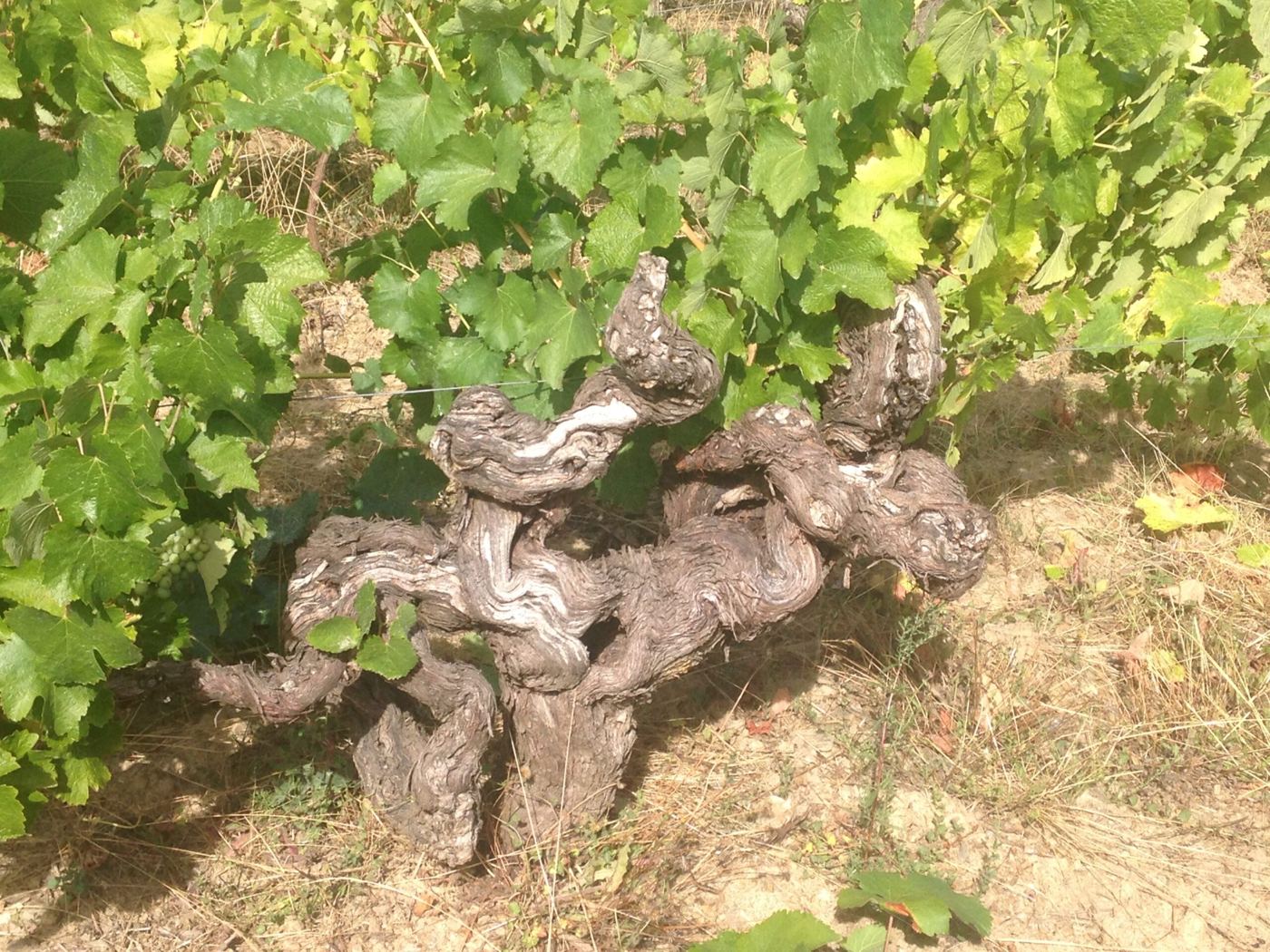 Vieux cep noueux au milieu du feuillage